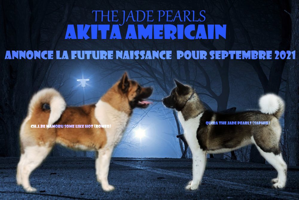 The jade pearls - Akita americain - Portée née le 19/09/2021