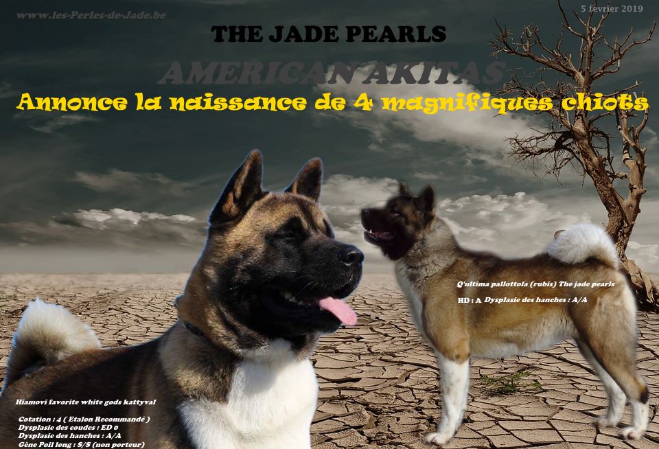The jade pearls - Akita americain - Portée née le 05/03/2019