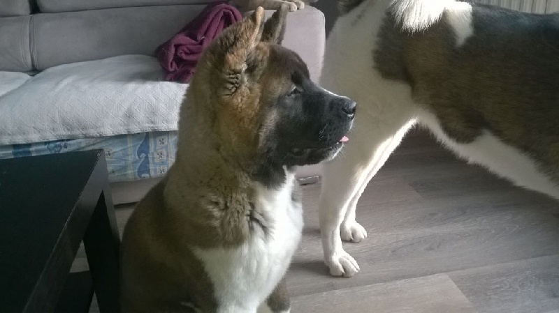Les Akita de notre élévage ( Lazzaro+Jade)