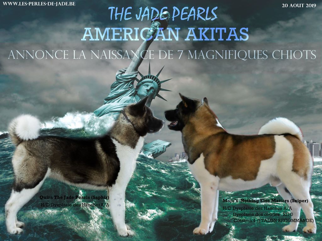 Chiot Akita americain The jade pearls