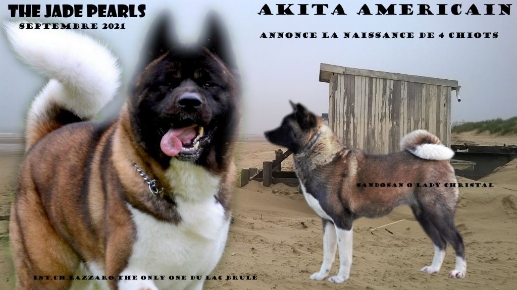 Chiot Akita americain The jade pearls