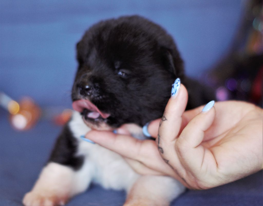 The jade pearls - Chiots disponibles - Akita americain